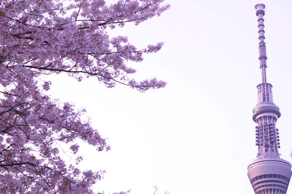 さくらとスカイツリー