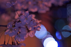 夜桜２
