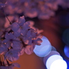 夜桜２