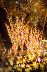 新宿イルミネーション