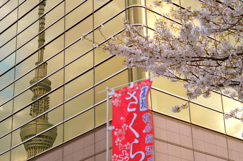 ゴールドスカイツリーと桜