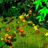 水面に浮かぶ紅葉２