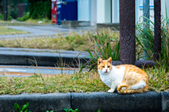 それは猫