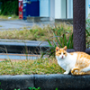 それは猫