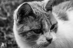 猫は何を思う
