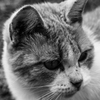 猫は何を思う