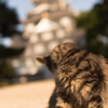 お城じゃなくて、こっち向いてよ。ねぇ。
