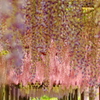 Wisteria Flowers