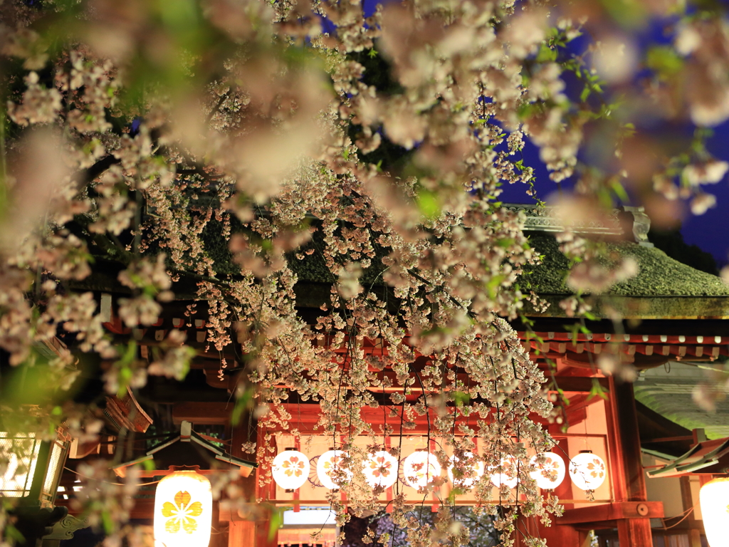 Sakura Night!!