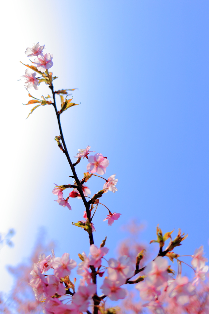 Full Bloom