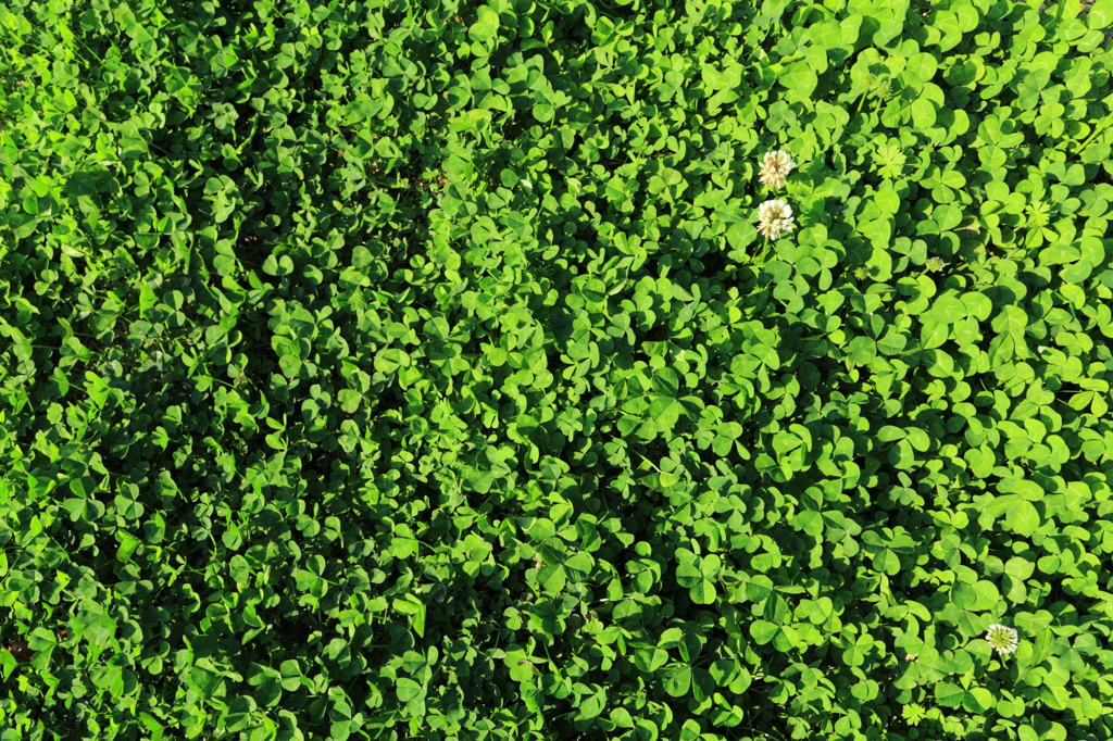 Clovers
