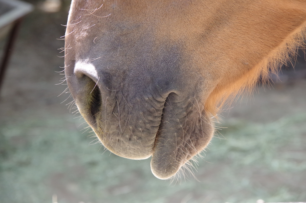 馬の口でもものをいう