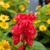 紅一点