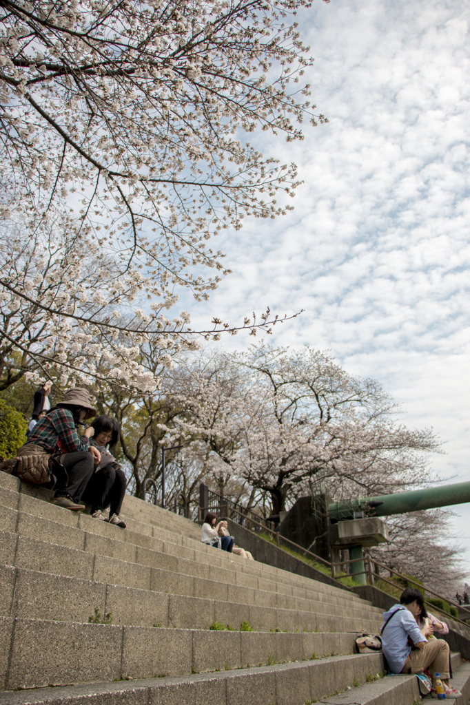 桜の木の下で