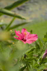 南国の花