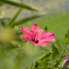 南国の花