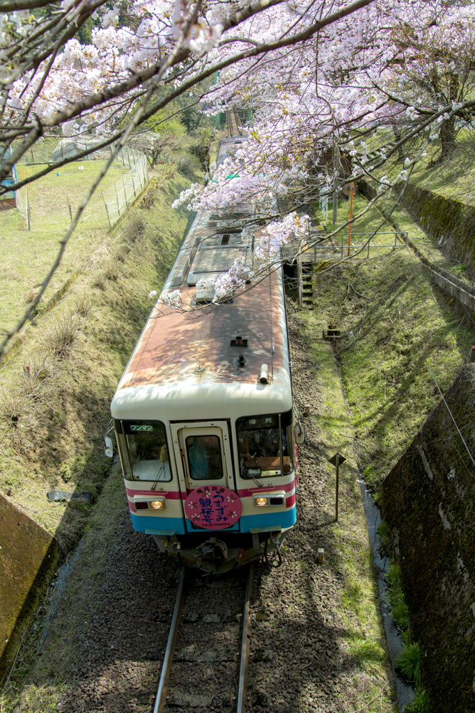 桜と電車