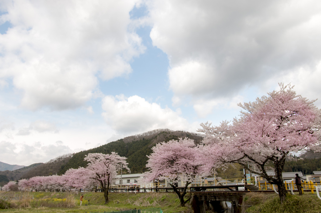 根尾の桜並木