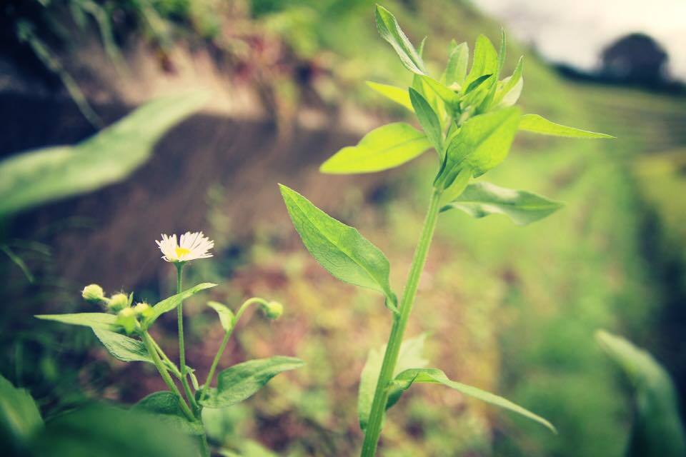 一輪の花