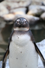 ペンペンギンギン