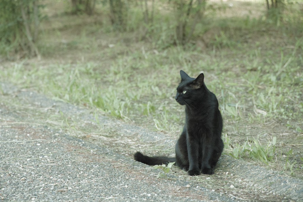 黒猫のジジ