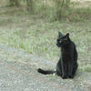 黒猫のジジ