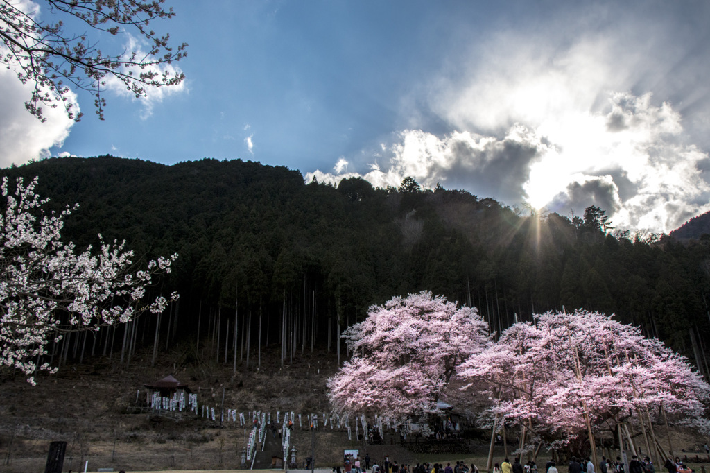 春の日差しと淡墨桜