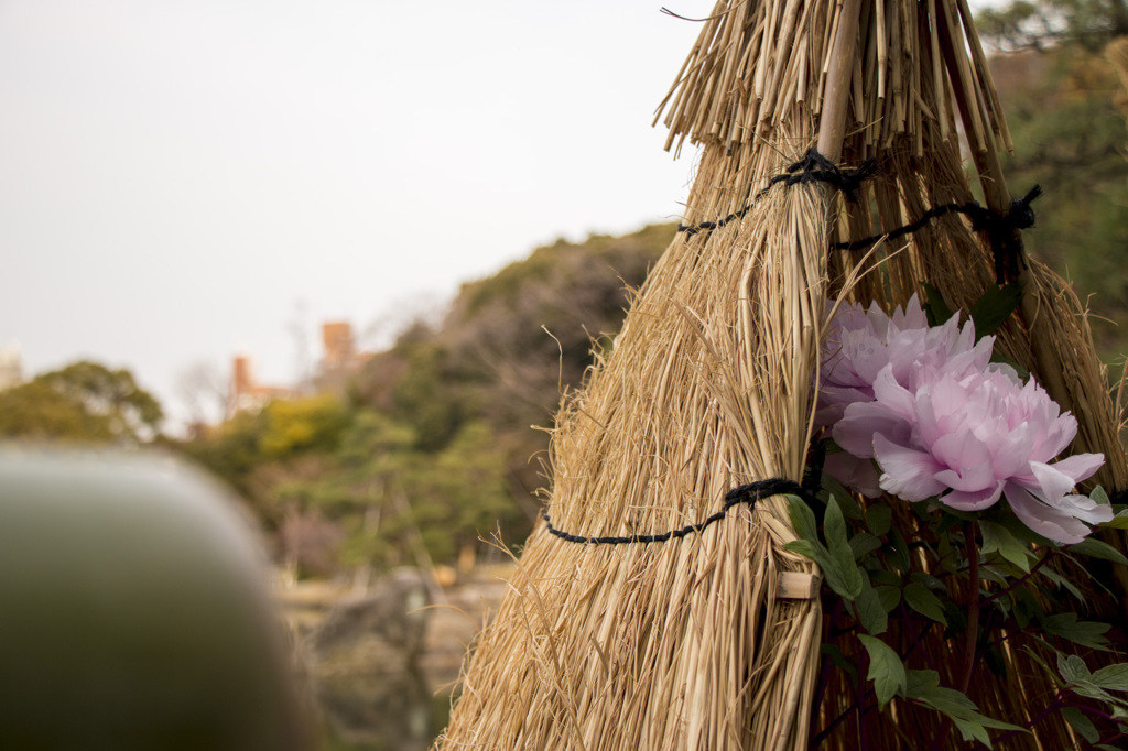 冬を越す花