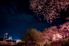 清洲城夜桜