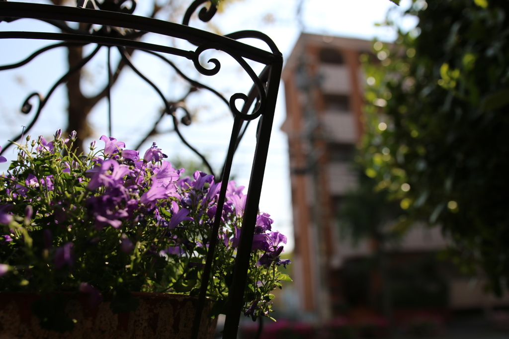 purple flower 