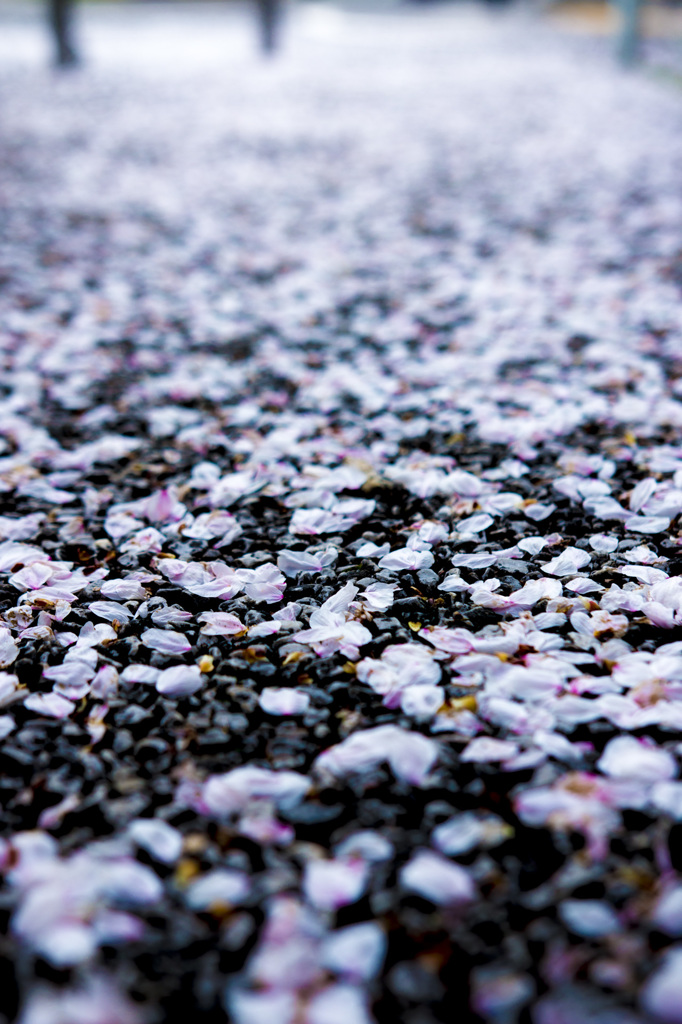 桜の絨毯