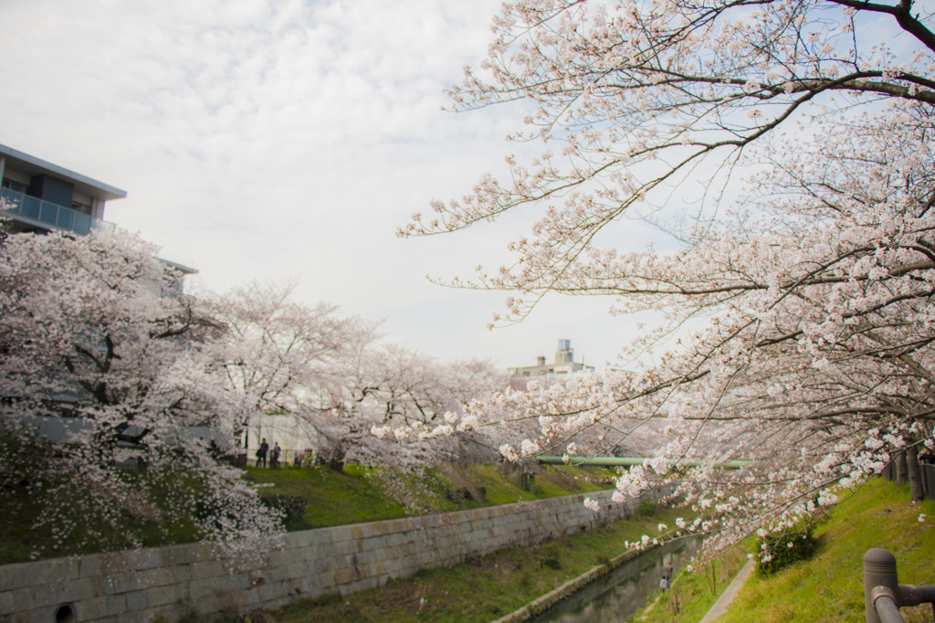 桜並木