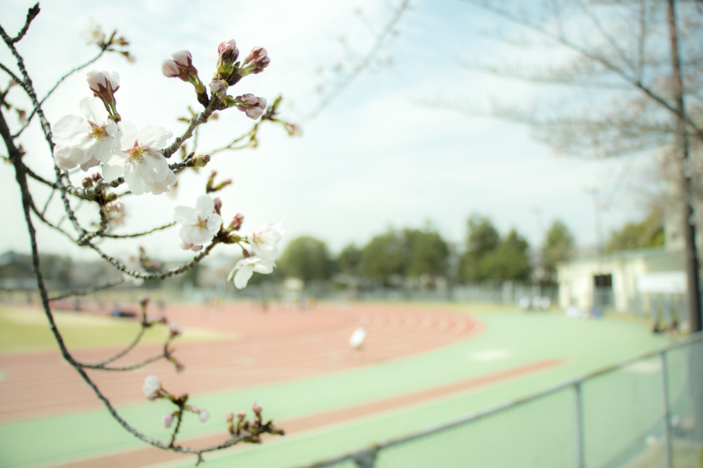 見守る桜