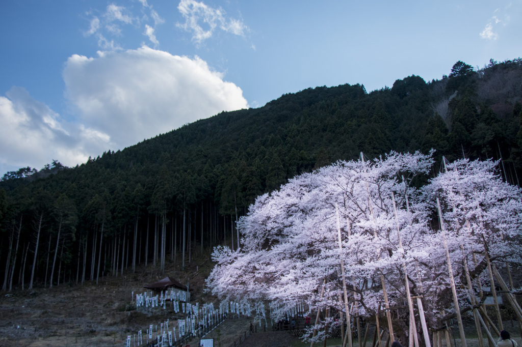 淡墨桜