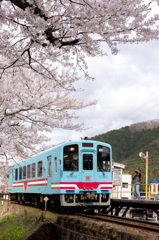 桜と樽見鉄道