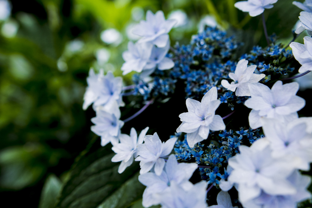 white hydrangea