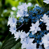 white hydrangea