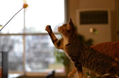 遊びたい盛り♪