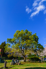 この木なんの木