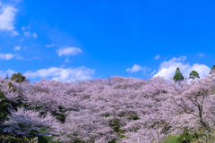 青空と桜