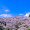 青空と桜
