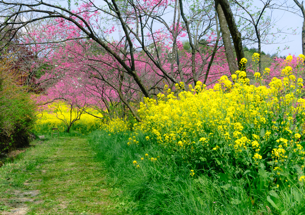 花の通り道