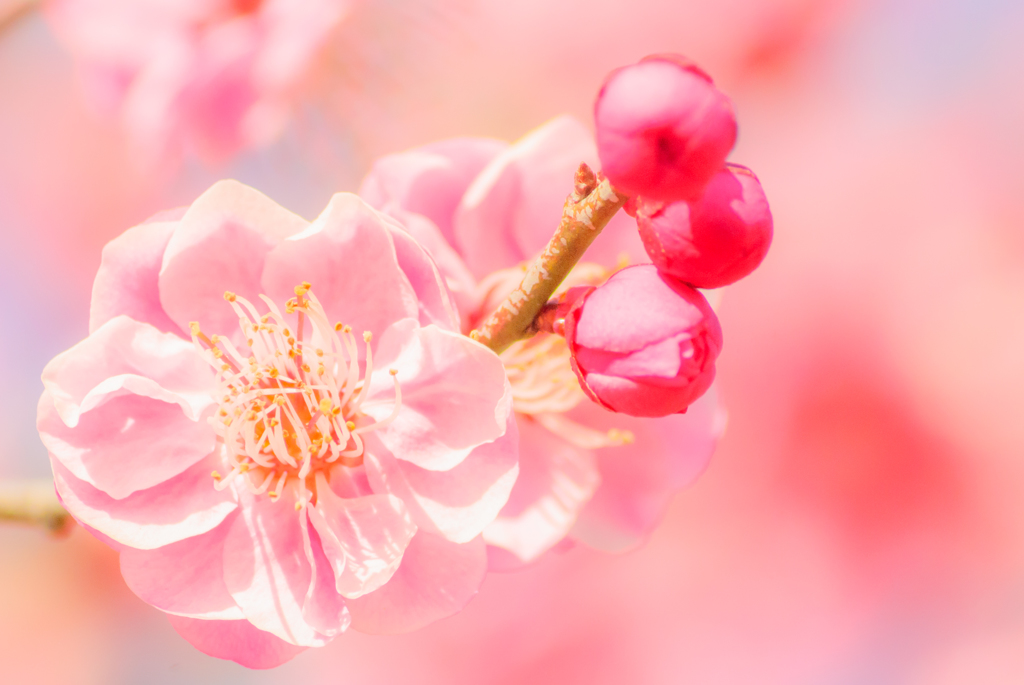 花とつぼみ