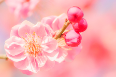 花とつぼみ