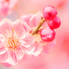 花とつぼみ