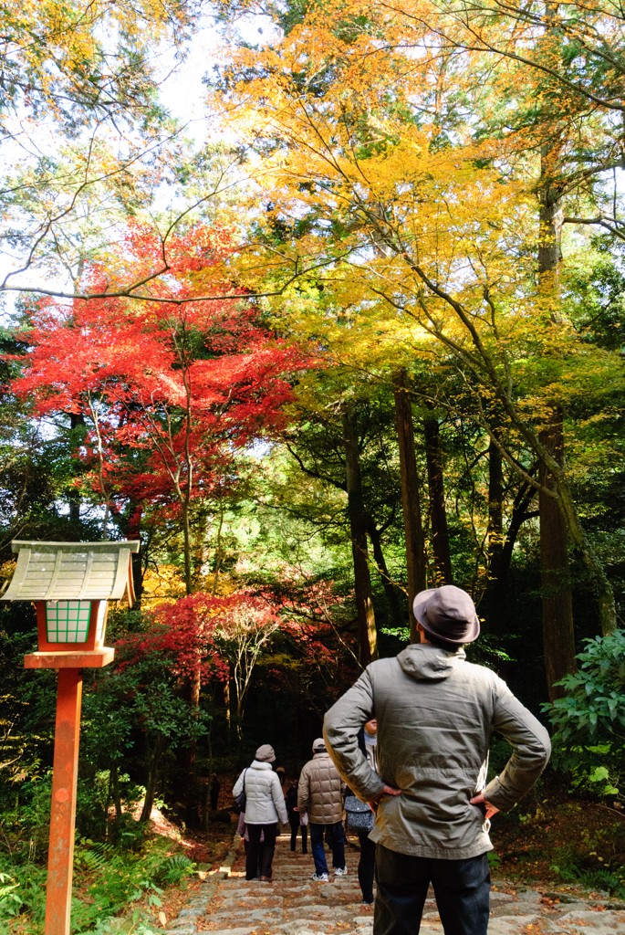 紅葉