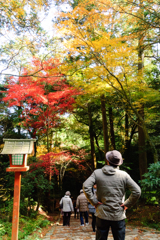 紅葉