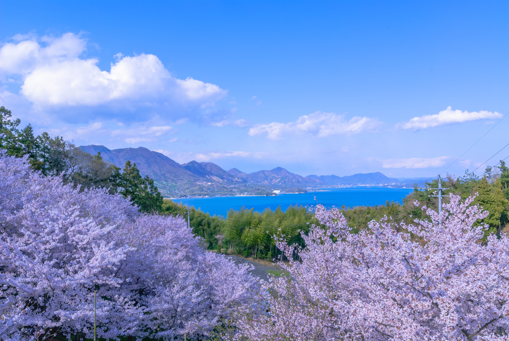 瀬戸内海と桜