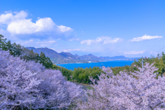 瀬戸内海と桜