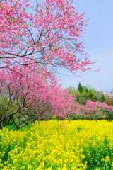 菜の花と花桃